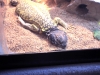 sleepy-lizzard